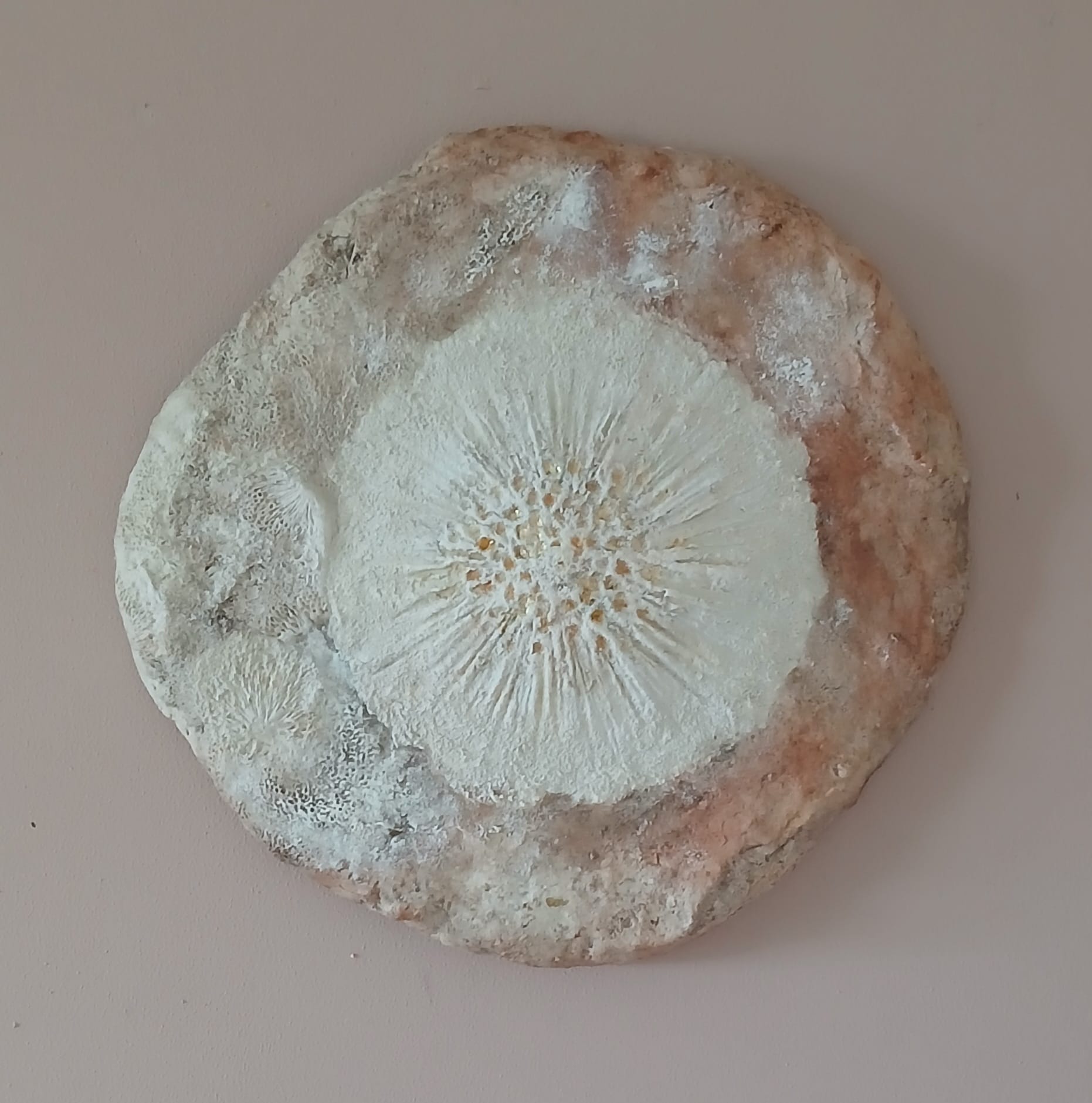 Fossil Feeling Elements Artwork